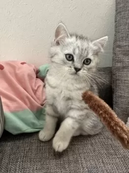 みあまま 様のお迎えした子猫
