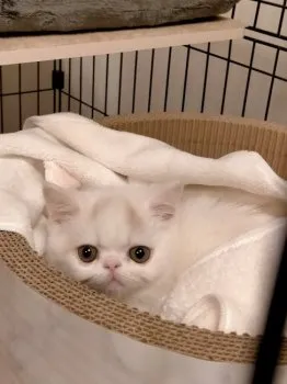 T.M 様のお迎えした子猫