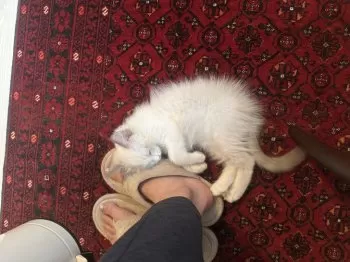 A.T 様のお迎えした子猫