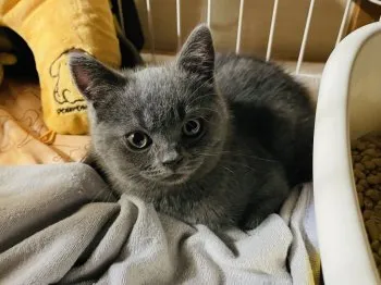 ゆこ 様のお迎えした子猫