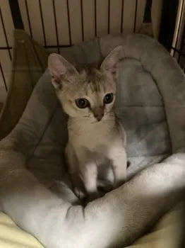 ケイティ 様のお迎えした子猫