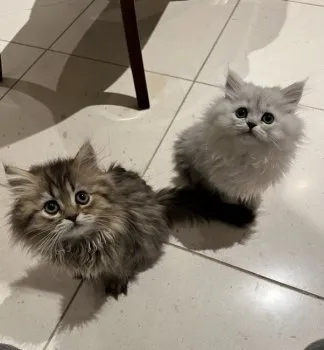 M.O 様のお迎えした子猫