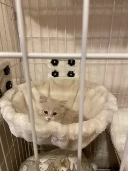 はる 様のお迎えした子猫