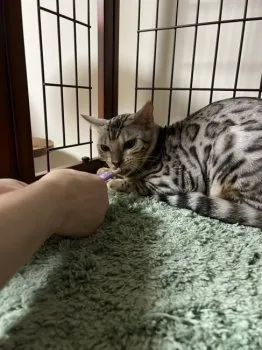 味噌 様のお迎えした子猫