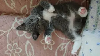 河 様のお迎えした子猫