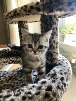 abbie 様のお迎えした子猫