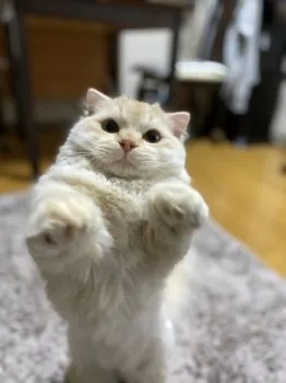 たまちゃんママ 様のお迎えした子猫