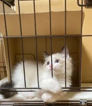 K.M 様のお迎えした子猫