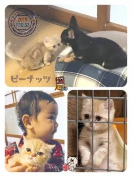 ピーナッツ 様のお迎えした子猫
