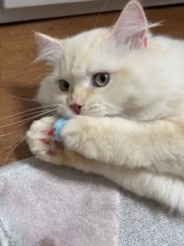 M.W 様のお迎えした子猫
