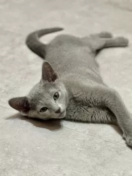 R.K 様のお迎えした子猫