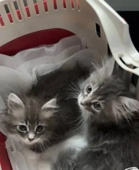 maro 様のお迎えした子猫