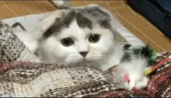 まあや 様のお迎えした子猫