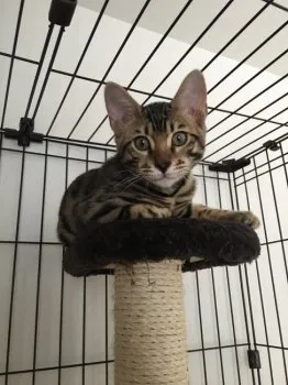 タッチ 様のお迎えした子猫