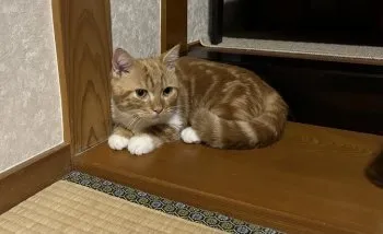 Y.Ｉ 様のお迎えした子猫