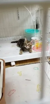 R.N 様のお迎えした子猫