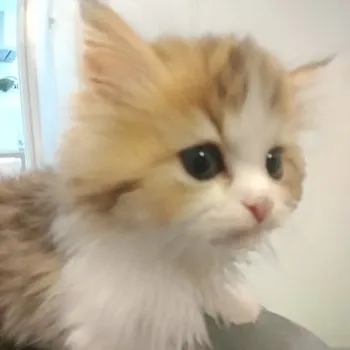 ちゃお 様のお迎えした子猫