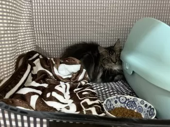 S.K 様のお迎えした子猫