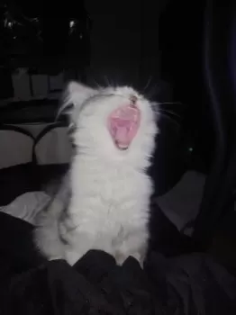 yuki 様のお迎えした子猫