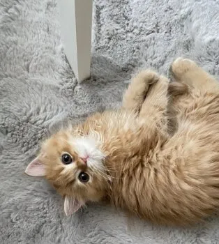 マスヤ 様のお迎えした子猫