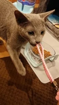 K.K 様のお迎えした子猫