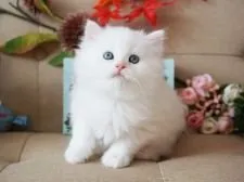 Sophie 様のお迎えした子猫