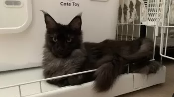 キャリー 様のお迎えした子猫