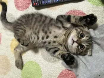 よしよし 様のお迎えした子猫