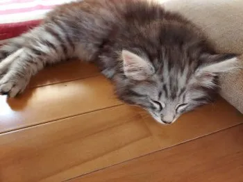 みつ 様のお迎えした子猫