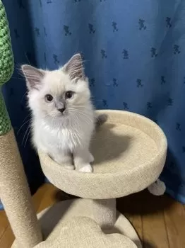 A.O 様のお迎えした子猫