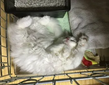 いっしゃん 様のお迎えした子猫