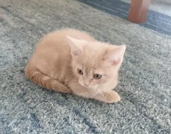 こぶ 様のお迎えした子猫
