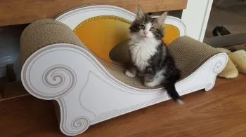 M.Ｉ 様のお迎えした子猫