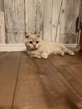 きなこ 様のお迎えした子猫