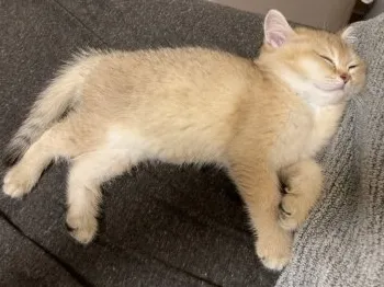 Y.K 様のお迎えした子猫