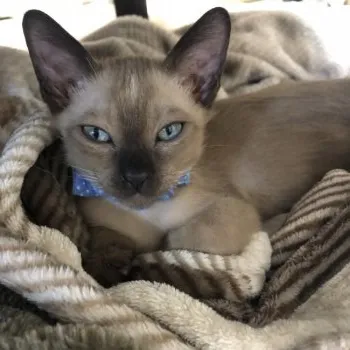 ゆうり 様のお迎えした子猫