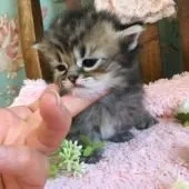 にょこ 様のお迎えした子猫