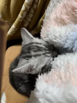 ネネオ 様のお迎えした子猫