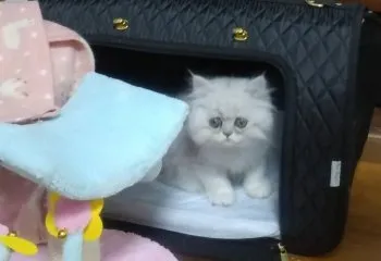 marryonx2 様のお迎えした子猫