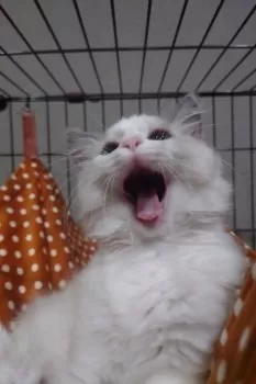 ぽたぽた焼 様のお迎えした子猫