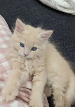 しろ 様のお迎えした子猫