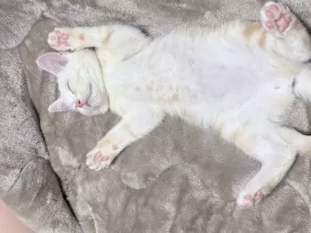 A.A 様のお迎えした子猫