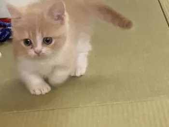mihoin 様のお迎えした子猫