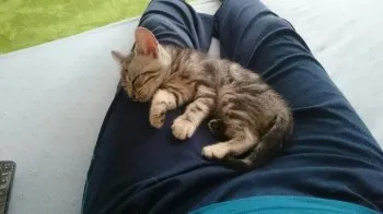 たね 様のお迎えした子猫