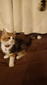 Goo-Doco 様のお迎えした子猫