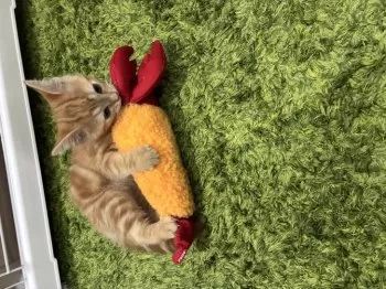 コナン 様のお迎えした子猫