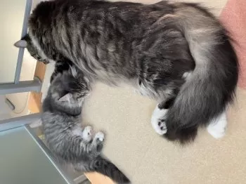 KYYE 様のお迎えした子猫