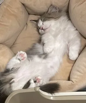 R.Ｉ 様のお迎えした子猫