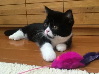 食パンマン 様のお迎えした子猫