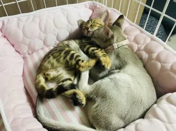 Y.U 様のお迎えした子猫